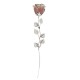10X ROSE CM 33 - ROSA SCARLATTA