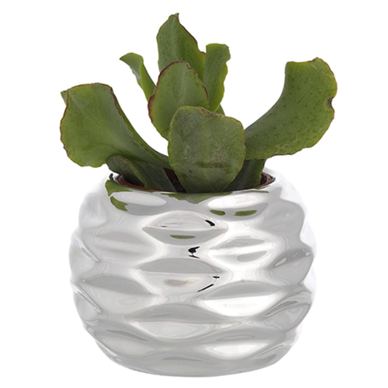 SFERA PORTAVASO