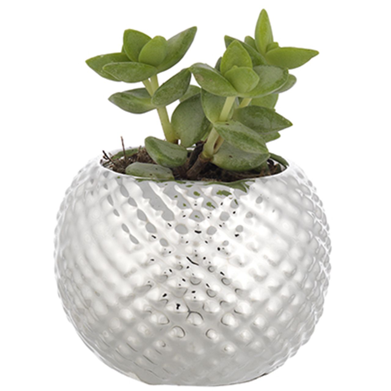 SFERA PORTAVASO
